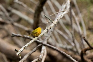 Sticker - The yellow warbler (Setophaga petechia), Male Yellow Warbler perched on a branch