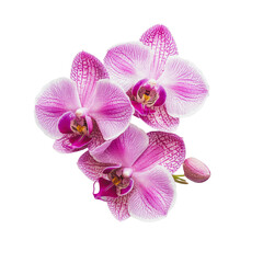 Poster - PNG Pink orchids blooming in bright light