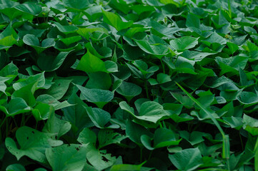 Wall Mural - Growing organic sweet potatoes. Organic farming