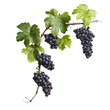 © BraveSpirit - PNG Fresh black grapes on vine with green leaves