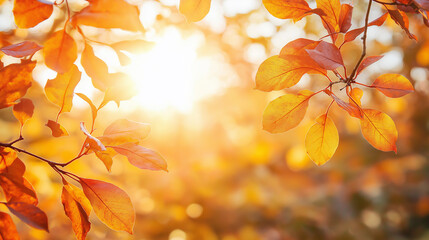 Wall Mural - Golden autumn leaves against a sunlit bokeh background. ..