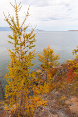 Wall Mural - autumn travel to baikal lake. bright landscape of olkhon island with yellowed larch trees on backgro