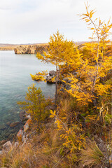 Wall Mural - bright autumn landscape of baikal lake on sunny october day. coast of olkhon island. view of yellowe