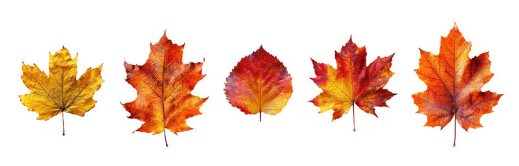 Wall Mural - set of autumn leaves isolated on white background. high resolution.