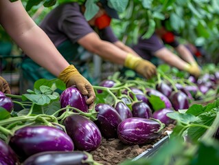 Poster - Harvesting eggplants in a greenhouse during the summer afternoon