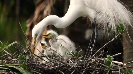 Poster - A Great Egret Nest in Florida 