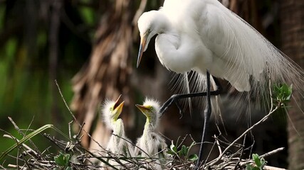 Poster - A Great Egret Nest in Florida 