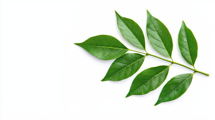 Wall Mural - Close-up of green leaves arranged in a harmonious pattern on a white background, showcasing natural beauty and fresh botanical foliage.