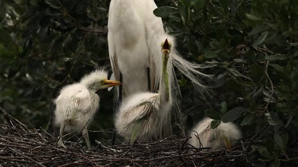 Sticker - A Great Egret Nest in Florida 