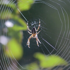 spider on web. Background