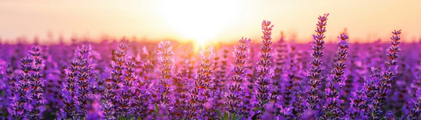 Wall Mural - A beautiful lavender field bathed in the warm glow of a setting sun, capturing the tranquility and natural beauty of the scene.