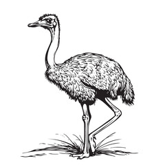 Poster - Sketch of an ostrich. Hand drawn illustration converted to vector