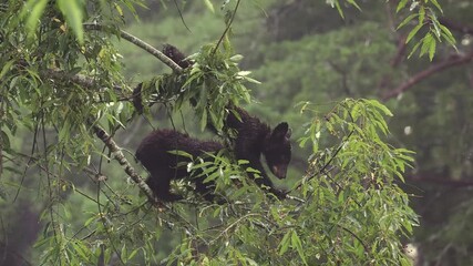 Poster - Black Bear feeding on cherries in a tree in Great Smoky Mountains National Park