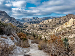 Wall Mural - A desert landscape with a dirt road and a few cacti. The sky is cloudy, but the sun is still shining