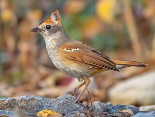 Poster - A small bird with a brown head and a white body is standing on a rock. The bird is looking to the left