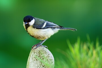 Wall Mural - Great tit stands on a stone. Czech Republic