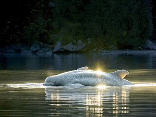 Sticker - A white dolphin is swimming in the water. The sun is shining on the dolphin, creating a beautiful reflection