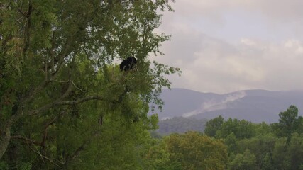 Wall Mural - Black Bear feeding on cherries in a tree in Great Smoky Mountains National Park