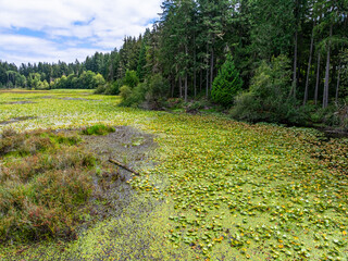 Wall Mural - Drone Fisher Pond 11