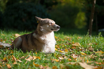 red dog sleeping in autumn leaves. red-haired fluffy dog on green grass in fallen leaves. autumn season, the dog lies in nature. home or homeless animal. looks away, warms up on a sunny day