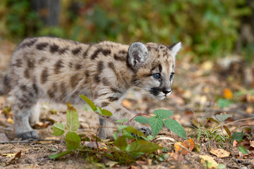 Wall Mural - cougar kitten (puma concolor) walks cautiously right autumn