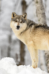 Wall Mural - Grey Wolf (Canis lupus) With Tipped Ear Looks Back to Right Winter