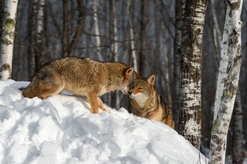 Wall Mural - Pair of Coyotes (Canis latrans) Touch Noses in Birches Winter