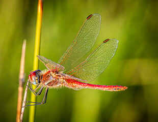 Wall Mural - dragonfly on a branch