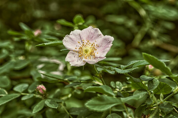 Wall Mural - pink and white flower