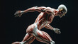 © Jirakit - human skeletal muscles and the complex system of power and precision in motion.