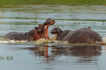 Poster - Hippopotamus fighting in the Okavanga Delta in Botswana. Aggressive hippo bulls fighting for  dominance in a pool in the delta.  