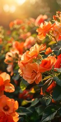 Wall Mural - Orange Roses Blooming In Sunlight