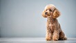 © Kukar Studio - Adorable toy poodle sitting and gazing at the space, Toy poodle, sitting, gazing, adorable, cute, fluffy, pet, dog, animal, indoor