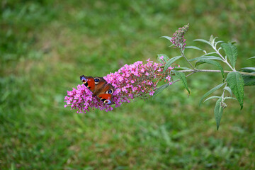 Canvas Print - Peacock's eye butterfly on a david's cumulus flower.