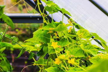 Wall Mural - Close-up view of cucumber plants with yellow blossoms in greenhouse.