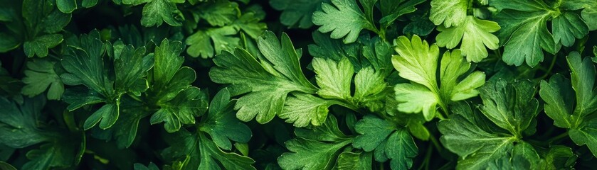 Poster - A close-up shot of fresh green parsley leaves.  The leaves are vibrant and healthy, perfect for showcasing the natural beauty of this culinary herb.