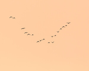 A Flock of Birds