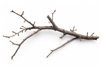 Dry Branch. Tree Branch Element in White Background, Wood Stick Concept