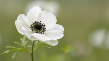 Sticker - White Anemone Flower Blooming in Soft Natural Light