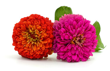 Wall Mural - Two pink zinnia.