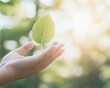 © Ryzhkov - Female Hand Gently Touching Leaf in Vibrant Sunlit Forest, Emphasizing Natures Healing Power, Midday Tranquil Mood