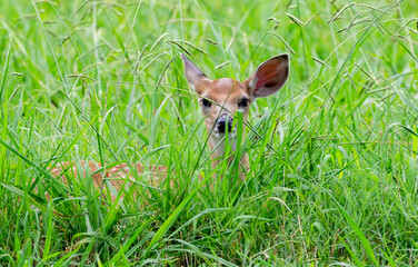 whitetail fawn natural behavior in a herd at a wildlife sanctuary in rome georgia.