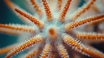 Wall Mural - Close-up of a vibrant starfish on a coral reef in clear waters