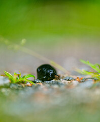 Wall Mural - Black slug slowly moving on a gravel road.