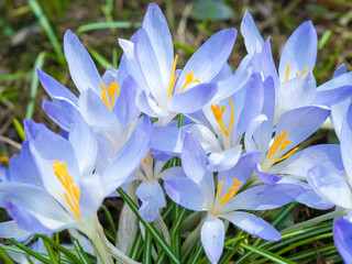 Wall Mural - a bunch of blue flowers with yellow centers