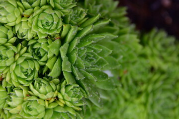 Poster - Green Hen and Chicks Plant