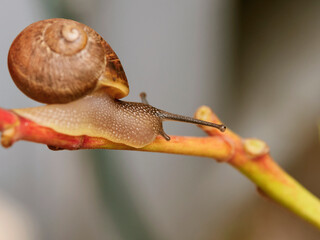 snail on a branch