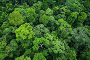 Sticker - Dense forest filled with tall green trees creating a lush canopy, Lush green canopy of towering trees