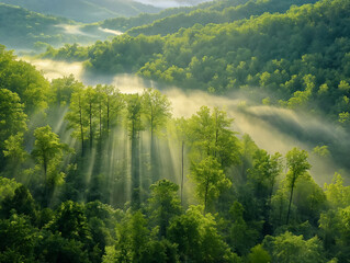 Wall Mural - A lush green forest with trees and fog. The sun is shining through the trees, creating a beautiful and serene atmosphere. The fog adds a sense of mystery and calmness to the scene