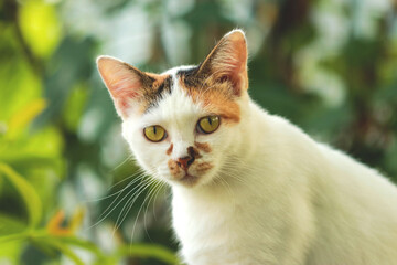 Portrait of a cat looking at the camera.